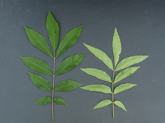 {Carya aquatica}